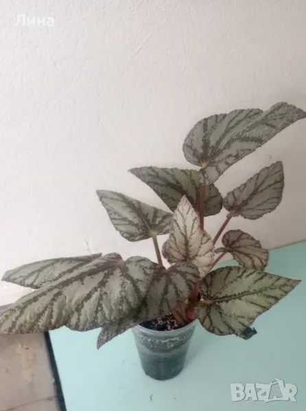 Бегония(Begonia Jolly Silver) , снимка 1