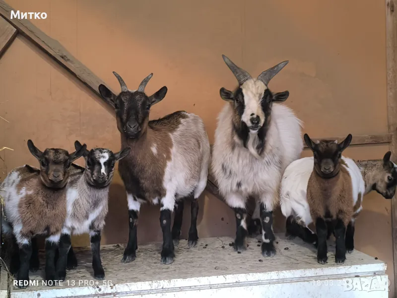 Декоративни козички и ярета кози холандски мини , снимка 1
