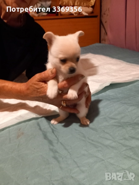 продавам чихуахуа женско , снимка 1