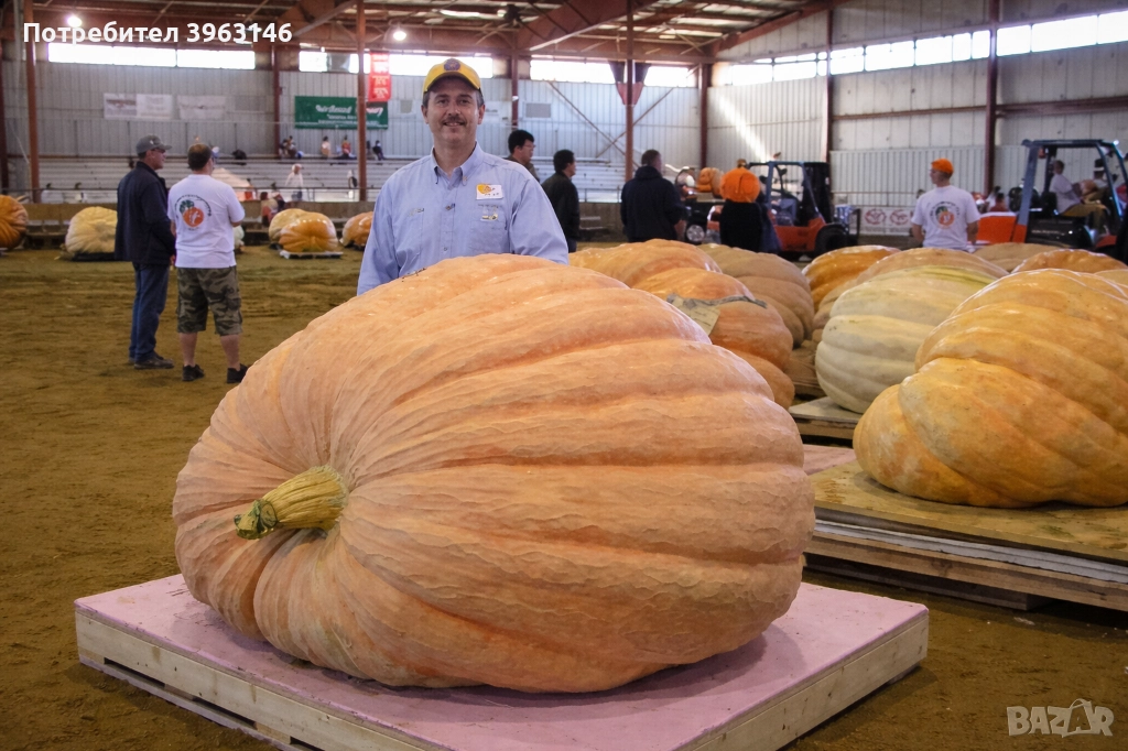 Семена за Стотинки, снимка 1