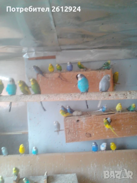 Продавам вьлнисти папагали, корели и амадинки, снимка 1