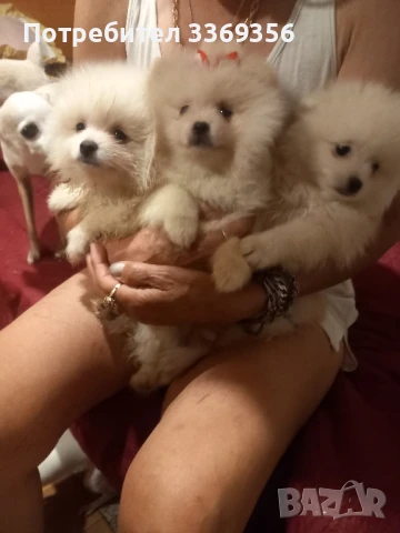 продавам малки мини померан , снимка 1