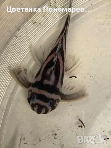 Pleco L046 Hypancistrus zebra / 4броя, снимка 3 - Рибки - 52329392