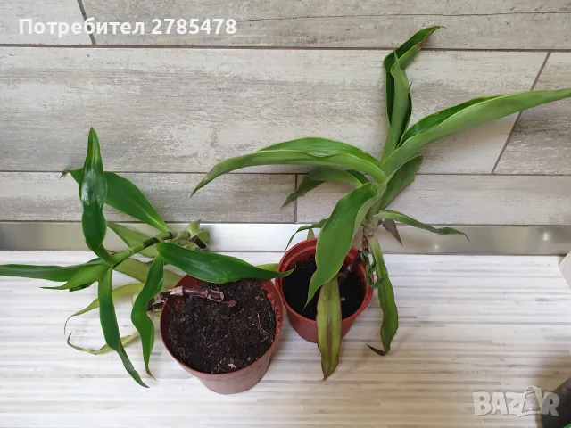 Продавам ароматна кализия , снимка 2 - Стайни растения - 56292715