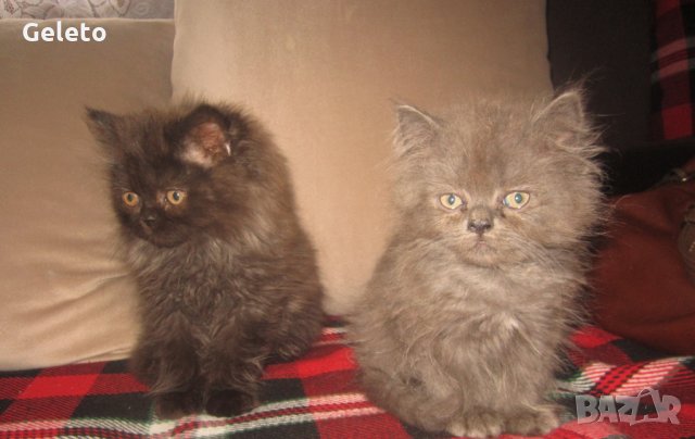 Сиви , черни , оранжеви и бели персийски котенца , снимка 3 - Персийска - 29961039