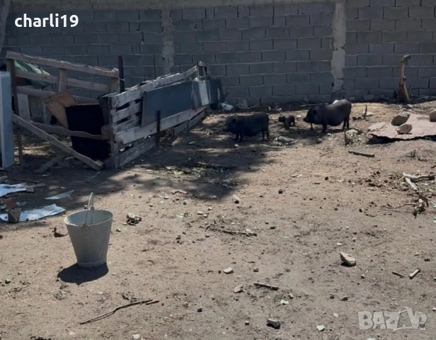 Виетнамски прасета, снимка 5 - Прасета - 52557800