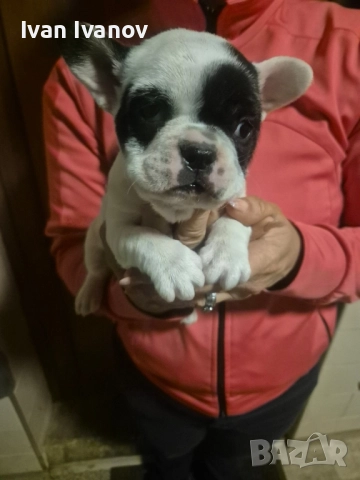 френски булдочета, снимка 4 - Френски булдог - 52489123