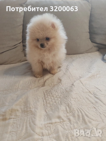 Померан мини мъжки , снимка 13 - Померан - 53726000