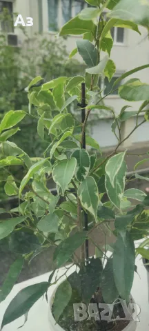 Продавам бенджамини, пъстри листа, 4 бр налични, снимка 2 - Стайни растения - 49961789