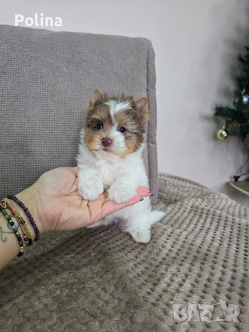 Шокобери момче, снимка 2 - Йоркширски териер - 53034544