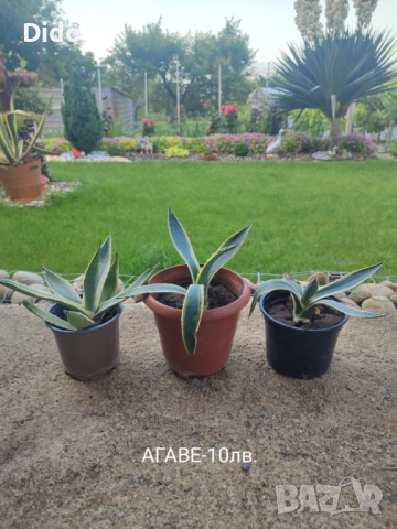 Агаве ,цветя