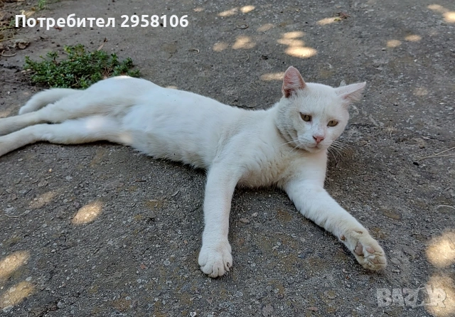 бяло мъжко коте, сини очи, 5 мес., снимка 16 - Британска късокосместа - 53197414