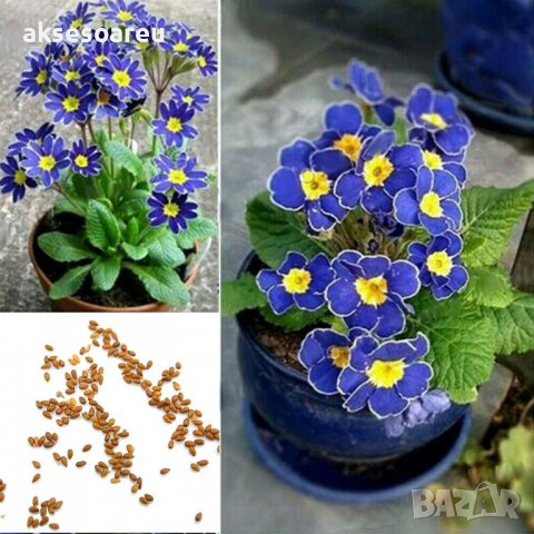 100 бр редки семена от цвете цветя синя вечерна иглика лесни за засаждане в градината градински деко, снимка 10 - Стайни растения - 37707697