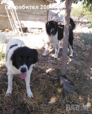Продавам малки овчарски кученца, снимка 5 - Каракачанска овчарка - 52999016