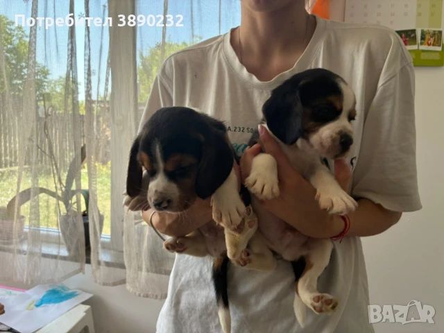 бигъл, снимка 4 - Бигъл - 51172851