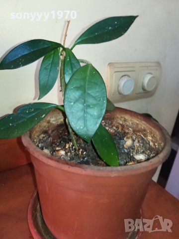 ЦВЕТЕ В САКСИЯ-ДЪРВОТО НА ПАРИТЕ 1802241018, снимка 17 - Стайни растения - 44349238