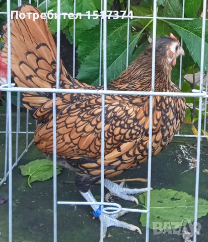 Продавам петли и ярки Зибрайт , снимка 2 - други­ - 47459297