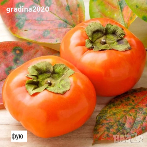 Райска ябълка Фую, снимка 7 - Разсади - 48346258