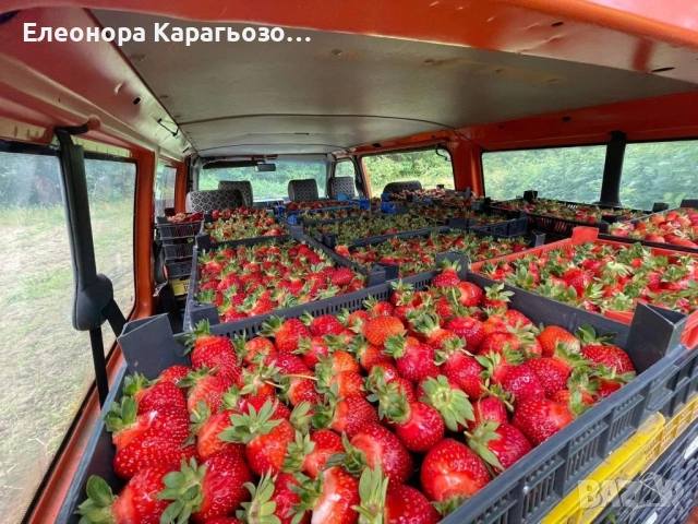 Качествен разсад ягоди и малини, снимка 3 - Разсади - 53879236