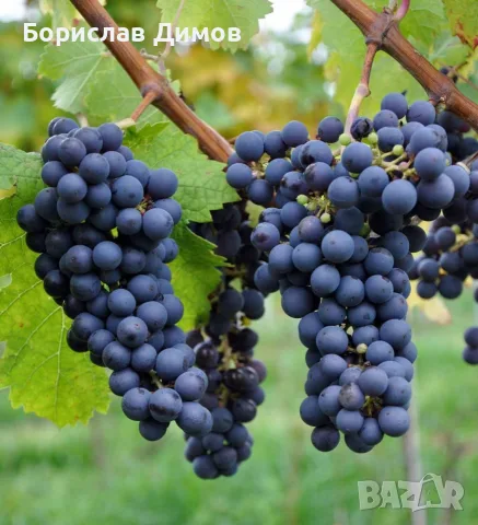  Червен мискет, Ракацител, Памид, Каберне, снимка 2 - Домашни продукти - 56126898
