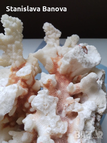 Бял корал, снимка 3 - Други - 54079779