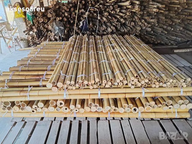 100 Семена от бамбук за паркет декорация мосо бамбо бамбукови семена за украса и дървен материал, снимка 2 - Сортови семена и луковици - 37774861