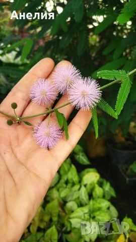 Розова мимоза в саксии, снимка 2 - Стайни растения - 54348433