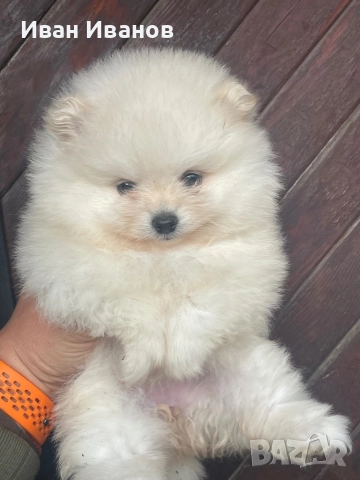 Померан, снимка 3 - Померан - 52564878