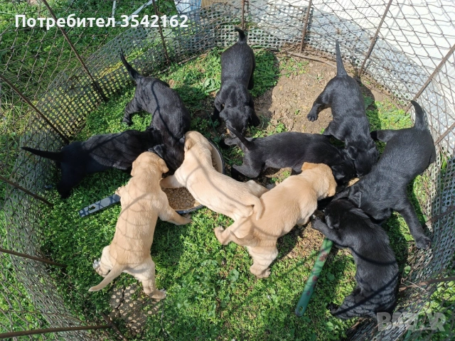 Лабрадор Ретрийвър, снимка 3 - Лабрадор ретривър - 53989204