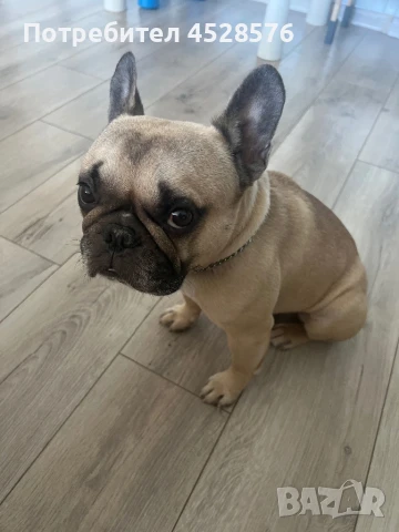 Френски булдог за разплод, снимка 2 - Други - 50970092