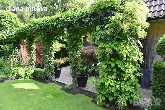 Дива лоза (Parthenocissus quinquefolia), снимка 1