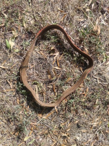 Продавам кожено колан за носия , снимка 8 - Колани - 42385951