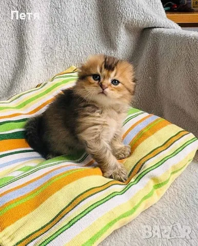 За разплод. Шотландски дългокосмест клепоух. , снимка 8 - Британска късокосместа - 48632292