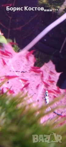 Скариди каридини и неокаридини, снимка 6 - Други - 52876583