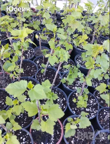 Касис в саксия, снимка 8 - Разсади - 50230570