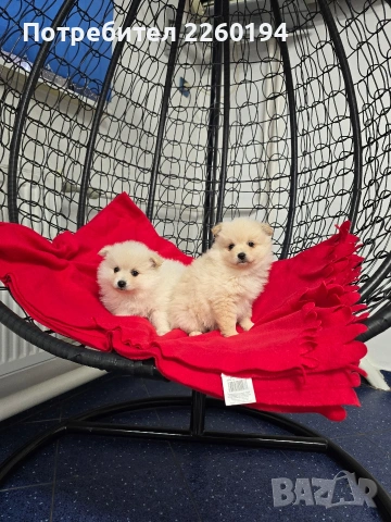 Померанче , снимка 2 - Померан - 53259288