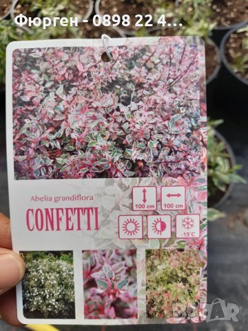 Абелия/ Abelia x grandiflora 'Confetti', снимка 5 - Разсади - 37551962