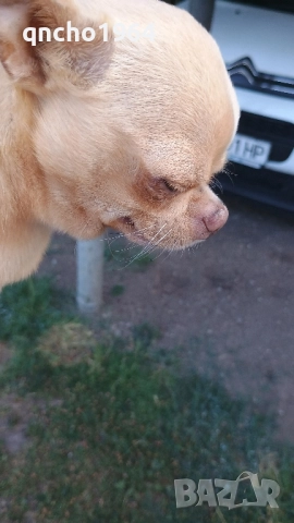 чихуахуа мъжки , снимка 13 - Чихуахуа - 52033406