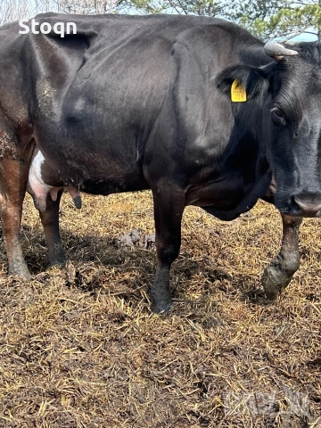 Продавам 10 Дойни Крави