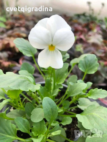 Мини теменужка бяла – Viola Mini White