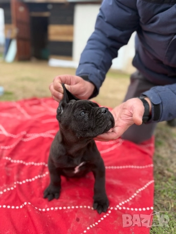 Мъжко Кане корсо