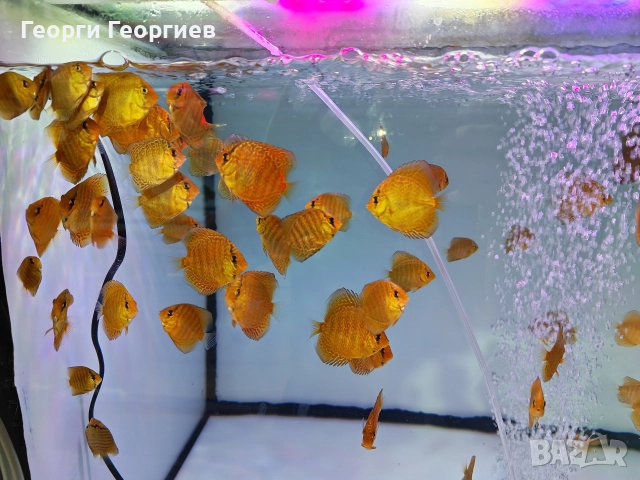 Дискуси, снимка 5 - Рибки - 51439805