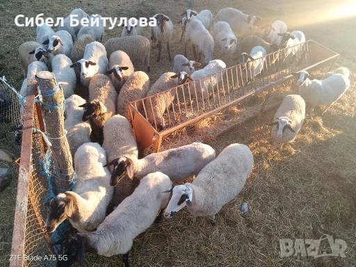 Продавам овце,агнета и кочове, снимка 5 - Овце - 52836947