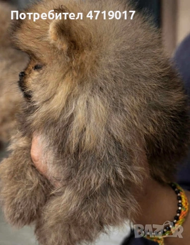 Мъжки померанчета, снимка 5 - Померан - 53222657