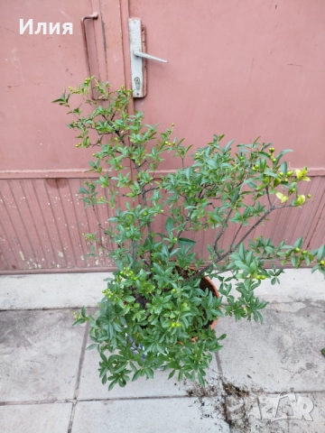 Бонсай заготовка Лигуструм , снимка 6 - Градински цветя и растения - 51556598