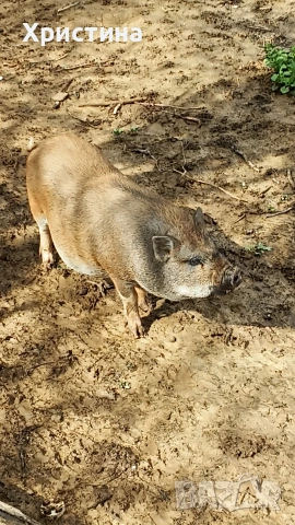 виетнамски прасета, снимка 10 - Прасета - 54004355