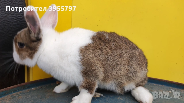 Продавам мини заек, снимка 2 - Декоративни зайчета - 53995885