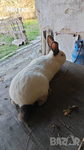 Зайци, снимка 15 - Други - 53499260