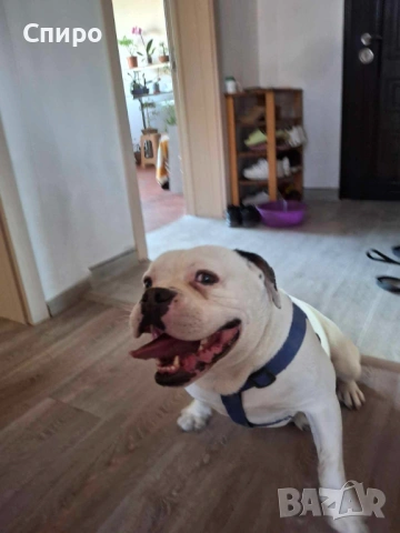 Американски булдог, снимка 3 - Други - 53012860