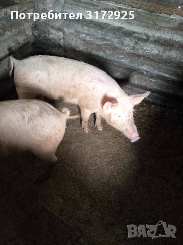 Продавам прасета , снимка 9 - Прасета - 52669901